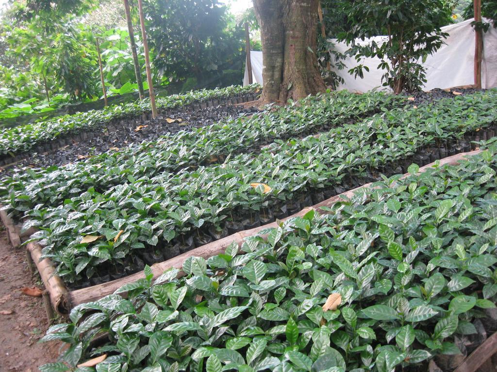 Finca San Rafael - Cafe Y Cacao Minca Bagian luar foto