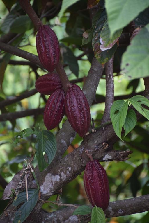 Finca San Rafael - Cafe Y Cacao Minca Bagian luar foto